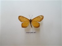 藏品(苧麻珍蝶)的圖片